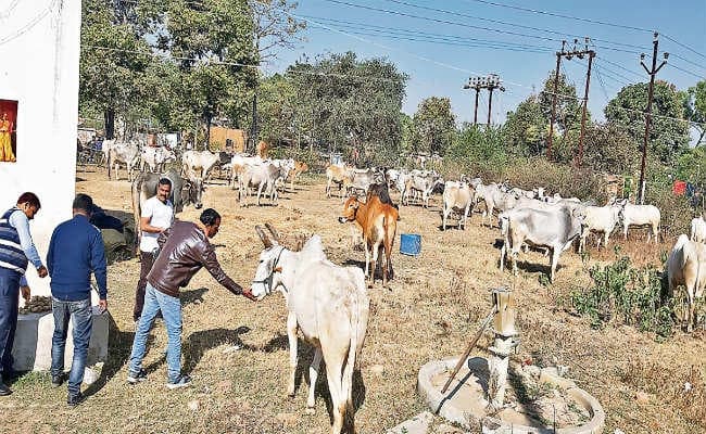 बंगाल जा रहे पशुओं से भरे तीन कंटेनर जब्त