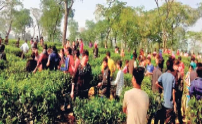 तेंदुआ जिस बच्ची को उठा ले गया था, उसका शव मिला