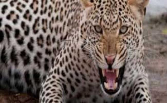 एक महीने में तीसरे बच्चे को घर से उठा ले गया ‘नरभक्षी’ तेंदुआ