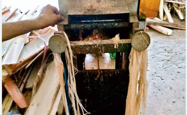 बिहार के चंपारण में केले के तने से बनेगा फाइबर धागा