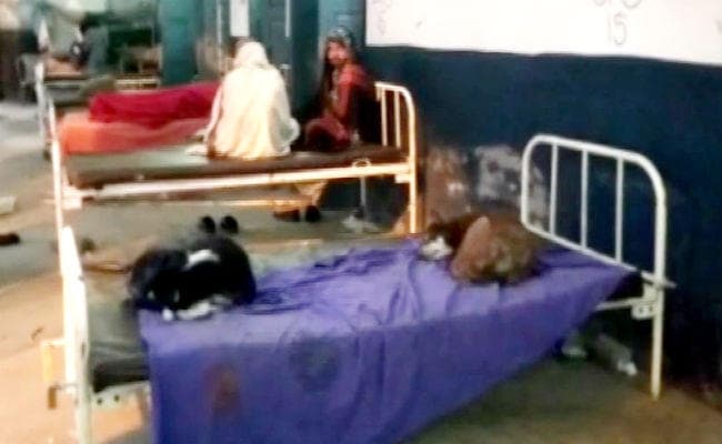 नवादा : सरकारी अस्पताल के बिस्तर पर कुत्तों का कब्जा, तेजस्वी ने ट्वीट कर स्थानीय सांसद और मंत्री पर साधा निशाना
