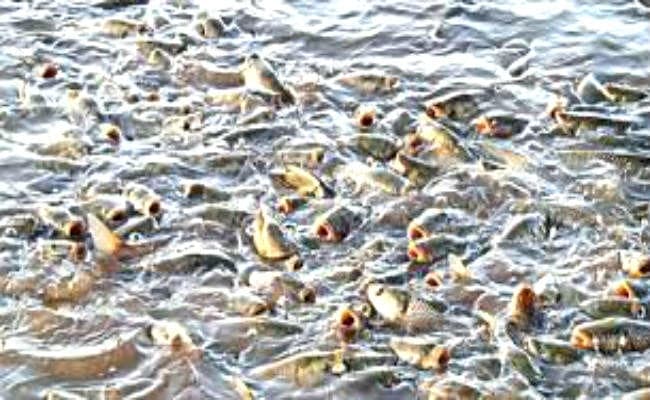 जिंदा मछलियों पर लगा प्रतिबंध हटेगा, CM नीतीश ने दिया आश्वासन