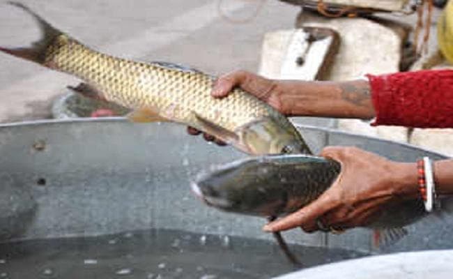 पटना में जिंदा मछली बेचने की मिली अनुमति, मरी हुई मछलियों की बिक्री पर प्रतिबंध जारी