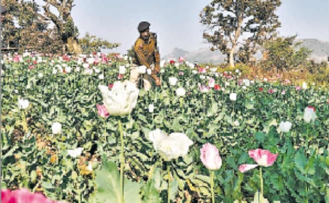 20 एकड़ में लगी थी अफीम की फसल, पुलिस ने नष्ट की