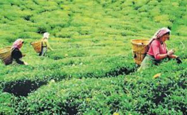 ग्रासमोड़ चाय बागान को लेकर त्रिपक्षीय वार्ता विफल