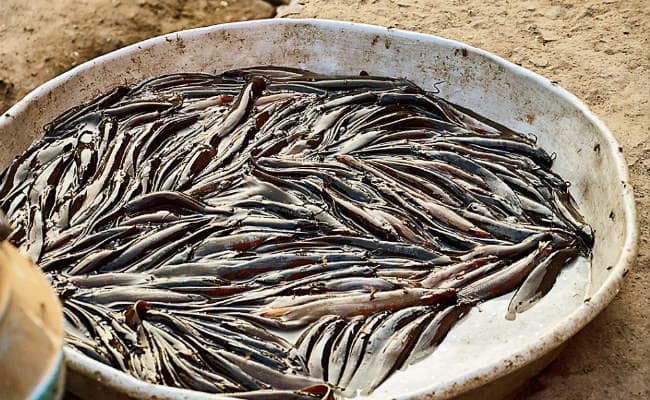 पटना : बाजारों में सन्नाटा, डेढ़ गुनी कीमत पर बिक रही मछली