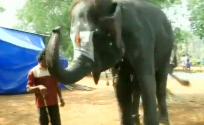 माउथ ऑर्गन बजाती है यह हथिनी, देखें VIDEO