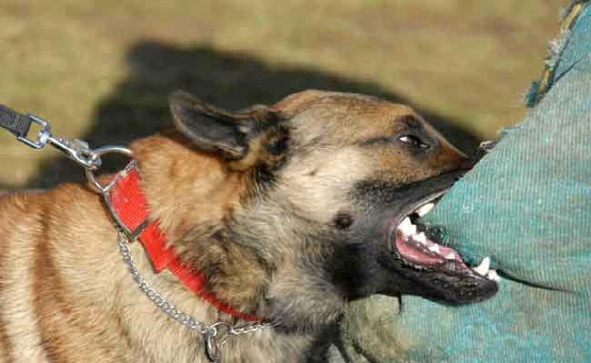 कोलकाता : पश्चिम बंगाल में कुत्तों के काटने से मरनेवालों की संख्या सबसे अधिक