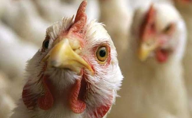 27 जनवरी : पश्चिम बंगाल के 13 जिलों में बर्ड फ्लू का प्रकोप