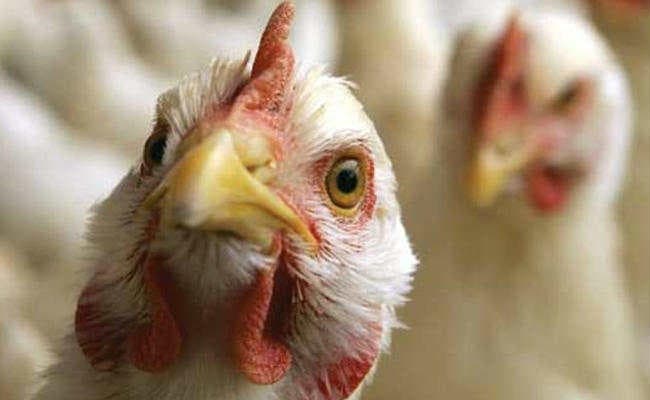 कोलकाता :   राज्य के 13 जिलों में बर्ड फ्लू का प्रकोप
