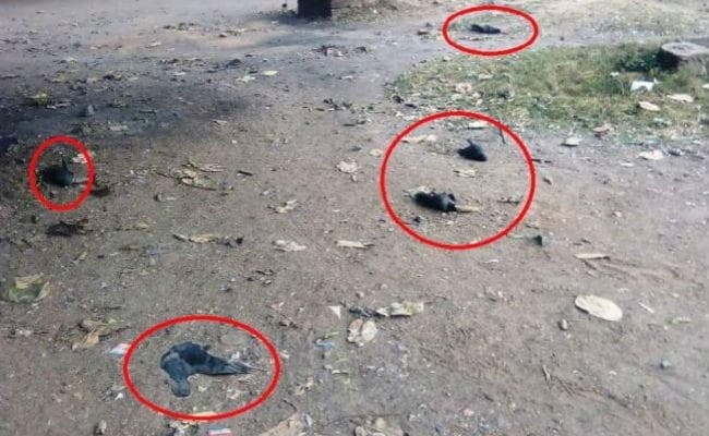 बर्ड फ्लू से पटना में मर रहे कौए, आगे भी बंद रहेगा पटना जू