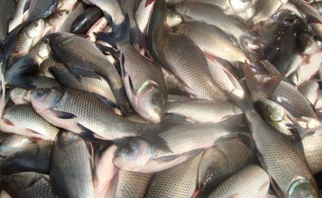 पटना में आंध्र की मछलियों की बिक्री पर से रोक हटी, बिहार की टीम को आंध्र में मछलियों में नहीं मिला फॉर्मलिन