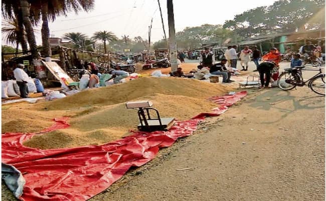 औने-पौने दाम पर धान बेचने को मजबूर किसान, गांव से लेकर मंडी तक बिछा है बिचौलियों का जाल