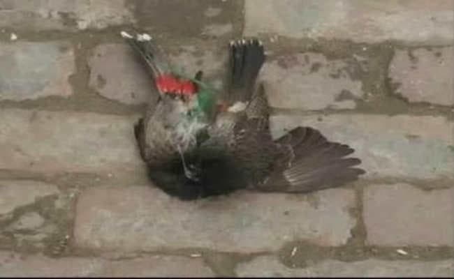 देवघर : देवघर में बुलबुल की लड़ाई की पुरानी परंपरा