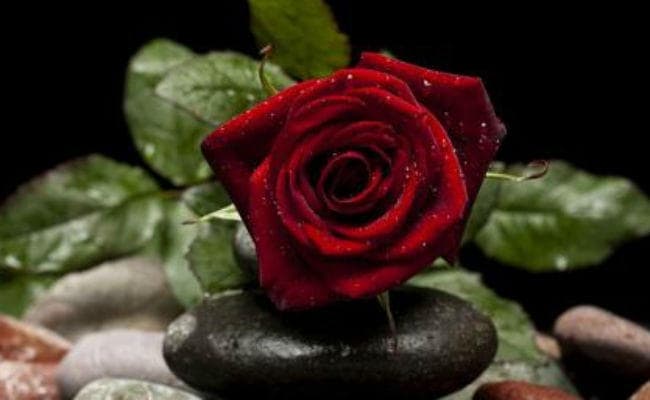 Valentine''s Week: इस तरह रोज मनाएं ''रोज डे''