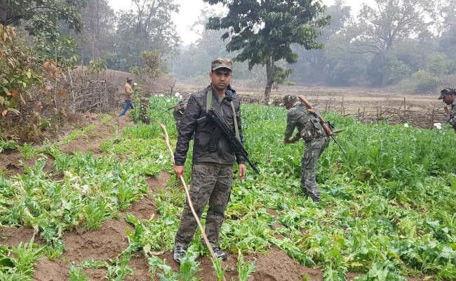 उग्रवाद प्रभावित जमुनियांतरी में पुलिस ने नष्ट किये ढाई एकड़ में लगे अफीम के खेत