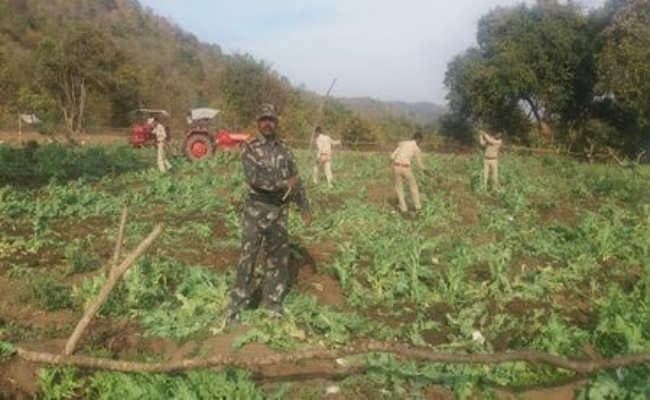 नामकुम : हहाप पंचायत के बेड़ाडीह गांव में पुलिस की छापेमारी, 10 एकड़ में लगे पोस्ते को नष्ट किया, छह शराब भट्ठी तोड़ी