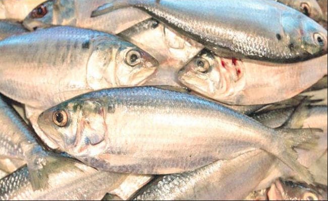 40 साल बाद बंगाल से तैरकर प्रयागराज पहुंचेंगी हिल्सा मछलियां, गंगा में बनेगा गलियारा