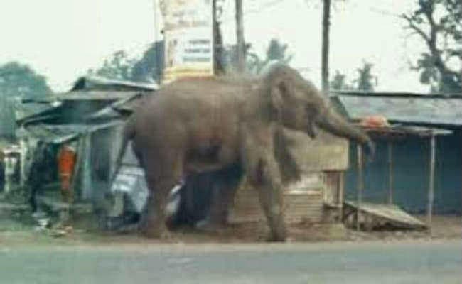 खड़गपुर :  हाथियों के तांडव से ग्रामीणों में दहशत