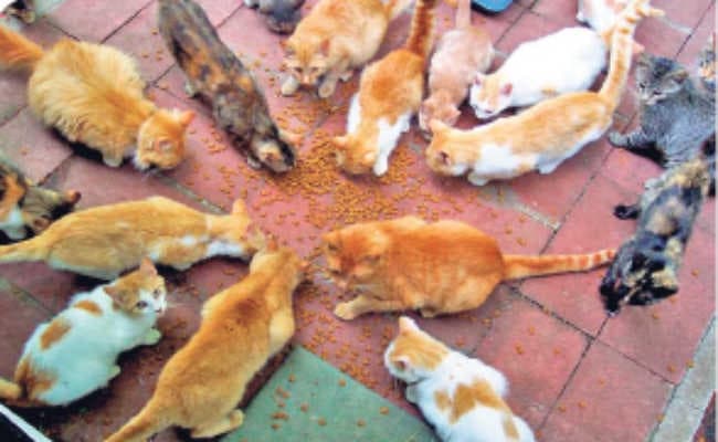 कोलकाता :  कैसे बचायें उन मासूमों की जान दुविधा में हैं गुनाह करनेवाले