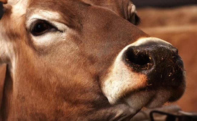 एक गांव में दो दिन में 100 से अधिक गायों की मौत से उत्तर प्रदेश में हड़कंप