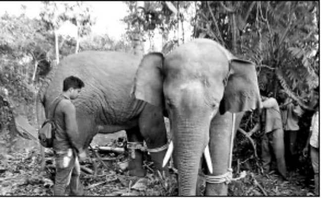 हावड़ा : 36 घंटे के ड्रामे के बाद गजराज वन विभाग के कब्जे में