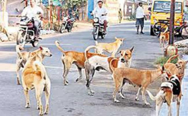 कोलकाता : नसबंदी में कोताही से महानगर में बढ़ी कुत्तों की फौज