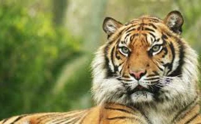 Research : जलवायु परिवर्तन के चलते खत्म हो सकते हैं बंगाल टाइगर