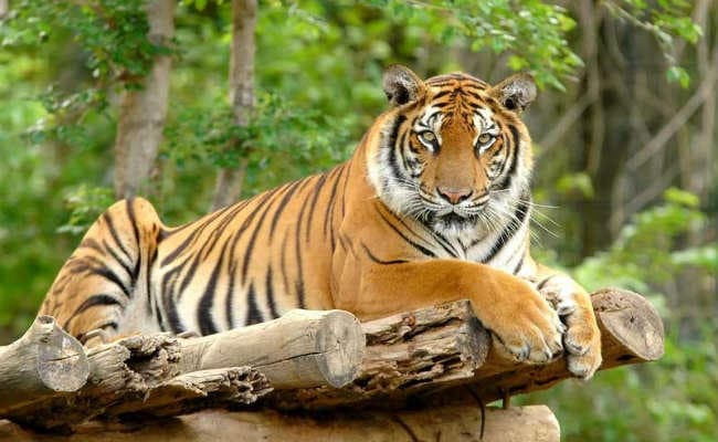 जलवायु परिवर्तन से खत्म हो सकते हैं बंगाल टाइगर, वैज्ञानिकों के अनुसार, 2070 तक नष्ट हो जायेंगे बाघों के आवास