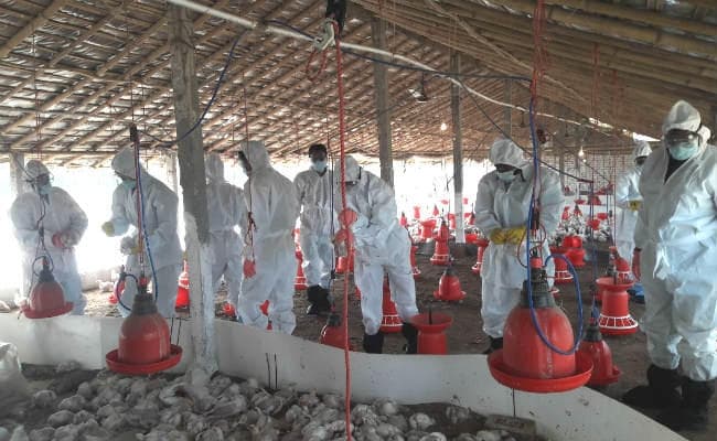 देवघर में कई जगहों पर बर्ड फ्लू फैलने का संदेह, हजारो मुर्गा को मारकर किया गया दफन