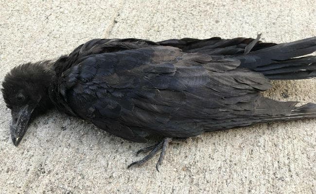 अलर्ट : रांची में बर्ड फ्लू से कौआ मरा, जाने कैसे पहुंचता है इंसानों तक वायरस, कैसे बरतें सावधानियां