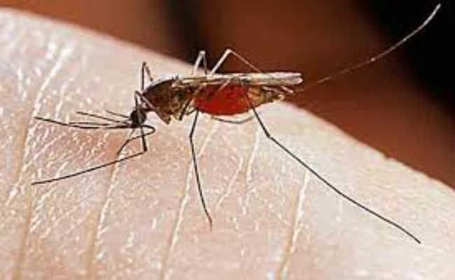 गया : खतरनाक केमिकल छोड़िए, घर में ही तैयार कर सकते हैं मच्छर मारक दवाएं