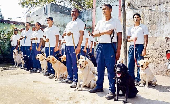 बिहार में ट्रेंड कुत्ते पकड़ेंगे शराब, एक डॉग पर हर माह सवा लाख खर्च