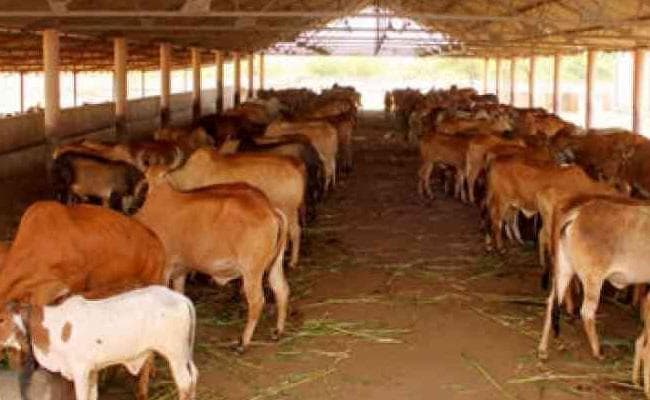 मथुरा के गांव में प्रदेश की सबसे बड़ी गोशाला, जानिये और क्या है योजना