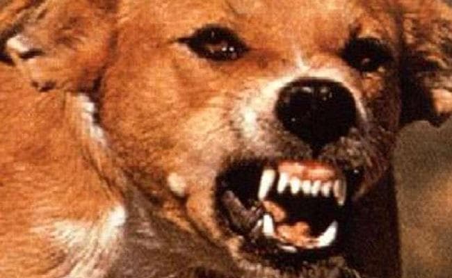 आवारा कुत्तों ने बच्चे को नोंच नोंच कर मार डाला