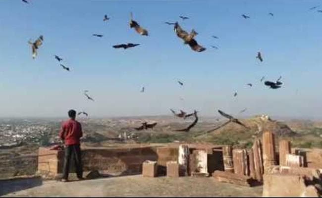 500 साल से चली आ रही है जोधपुर में चीलों को खाना खिलाने की परंपरा