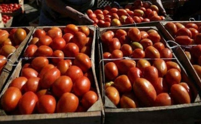Tomato Price: 250 रुपये तक पहुंचा टमाटर का भाव, कहीं  डकैती, तो कहीं सुरक्षा में लगाये गये बाउंसर