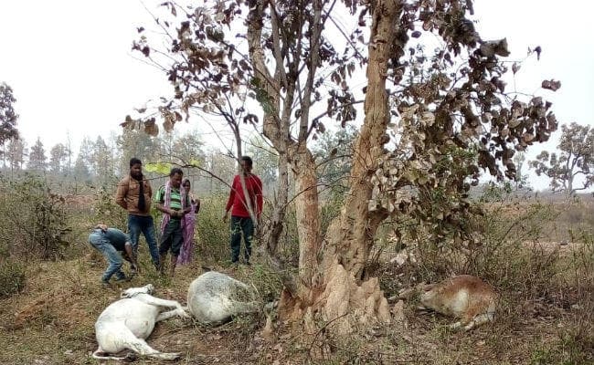 बोकारो : गोमिया में ठनका गिरने से 8 मवेशियों की मौत, मुआवजे की मांग