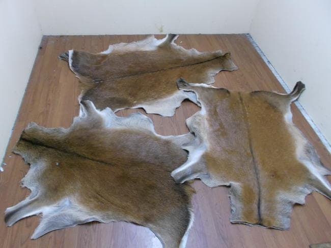 हिरण की खाल बेचने महानगर आये दो तस्कर गिरफ्तार