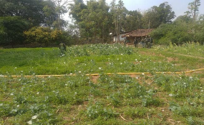 सिमडेगा : पुलिस ने नष्ट की एक एकड़ अफीम की खेती