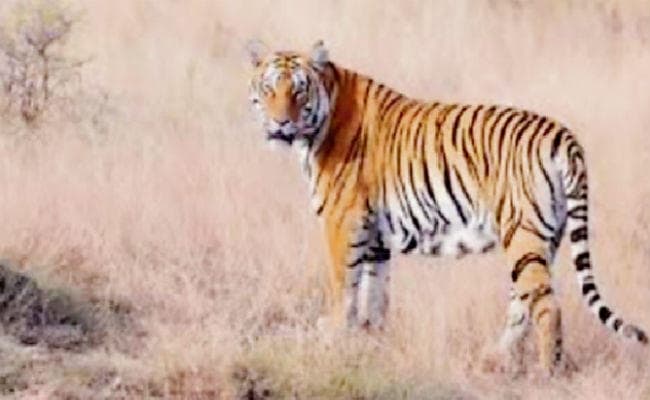 पटना : बाघों की सुरक्षा को बनेगा टाइगर प्रोटेक्शन फोर्स