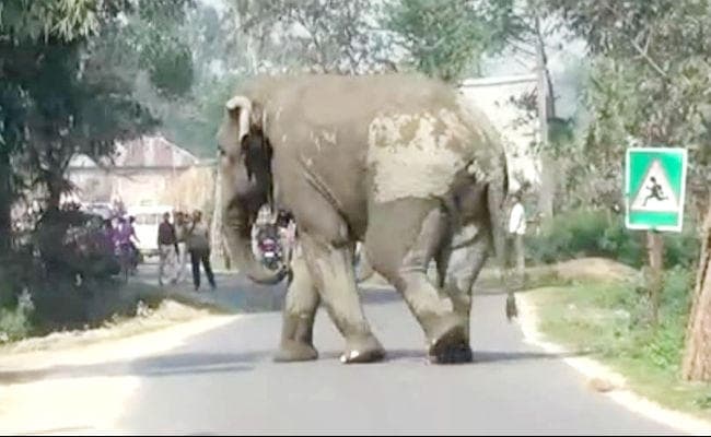 नेपाल से आये जंगली हाथी का कहर, रौंदें जाने से तीन लोगों की मौत, आधा दर्जन जख्मी