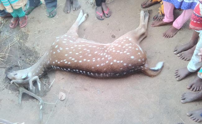 Deoghar : तपोवन जेल के पास ग्रामीणों ने हिरण को दौड़ाया, मौत