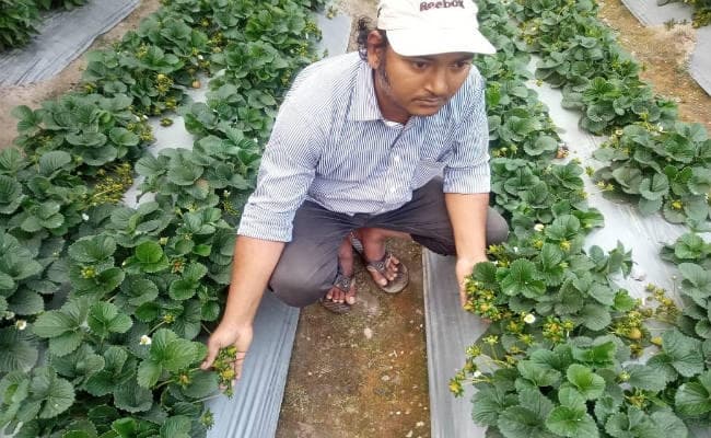 बिहार तक पहुंची सिलीगुड़ी के स्ट्रॉबेरी की महक, भागलपुर से प्रशिक्षण लेने आ रहे हैं 20 किसान