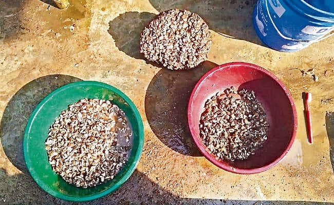 पूर्णिया व दरभंगा के पुरास्थलों का मामला, खुदाई में मिलीं हजार वर्ष पहले की हजारों कौड़ी