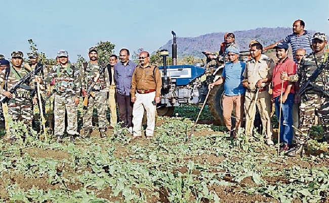 गया : 14 एकड़ में लगी अफीम की फसल पकड़ायी, आठ करोड़ रुपये आंकी गयी फसल की कीमत