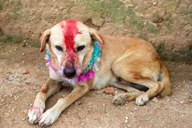 कुतिया से कराई बच्चे की शादी