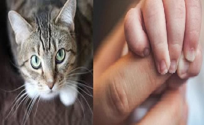 दो बिल्लियों ने ले ली डेढ़ साल के मासूम की जान, होली के पूर्व परिवार सहित पूरे गांव में मातम पसरा