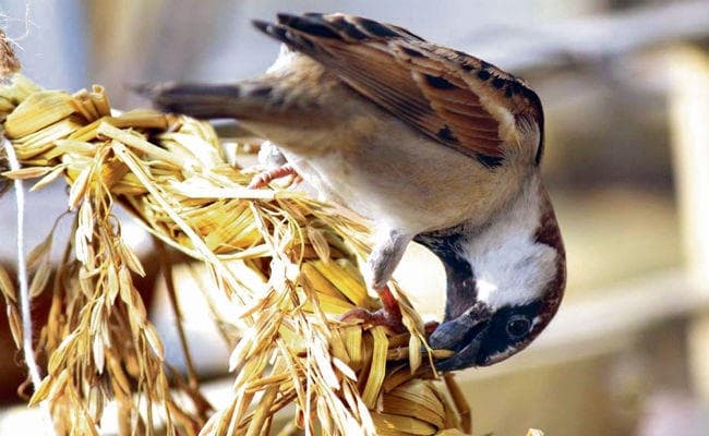 पटना : गौरैया कहती है अभी मैं जिंदा हूं...अब ‘सेव स्पैरो’ एप से आप भी ऐसे बचा सकते हैं गौरैया