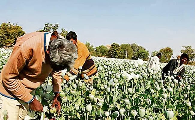 रांची : अफीम की खेती पर अंकुश के लिए नक्सली लिंक की होगी जांच